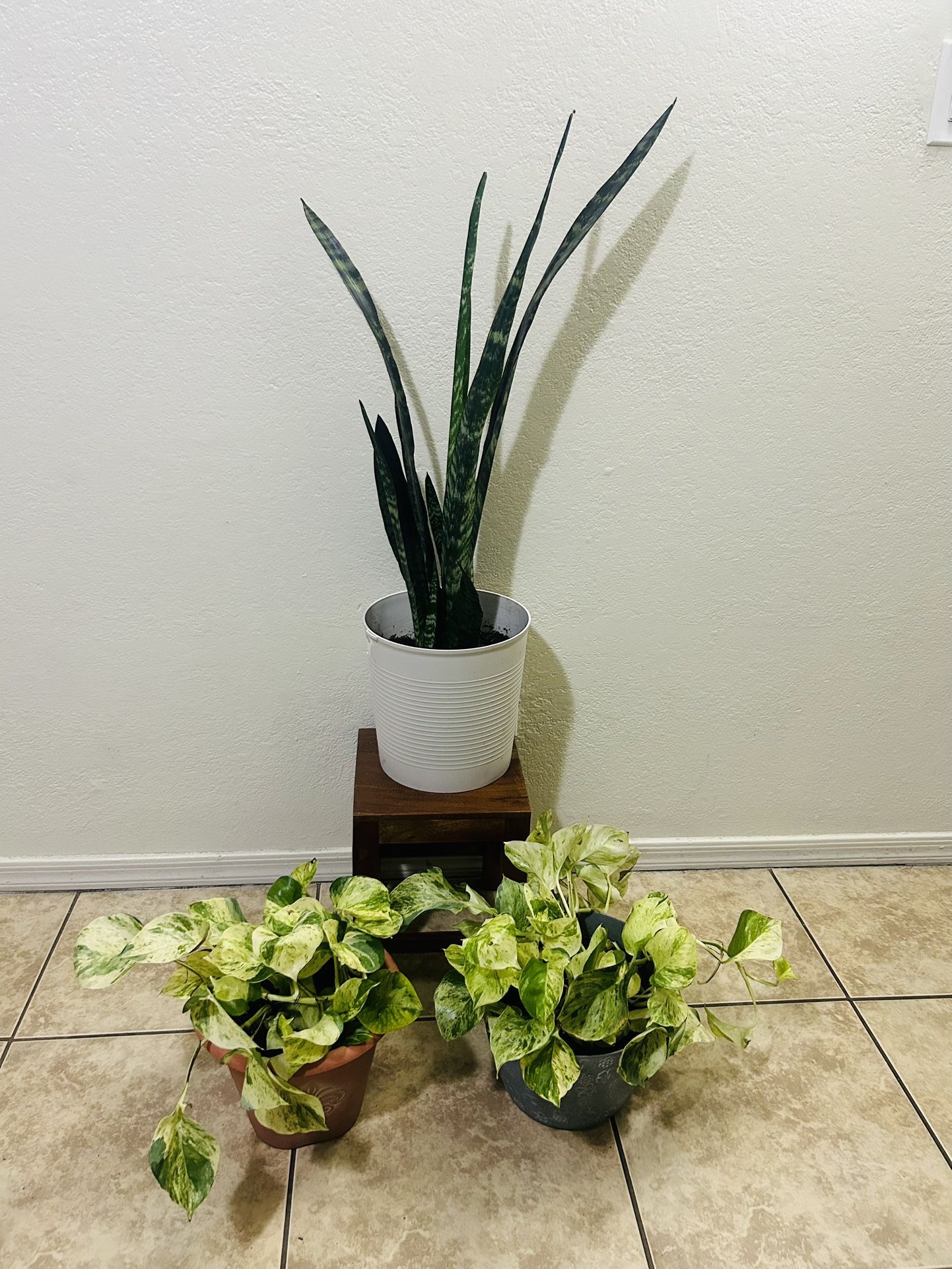 Plants For Sale 20 Each 