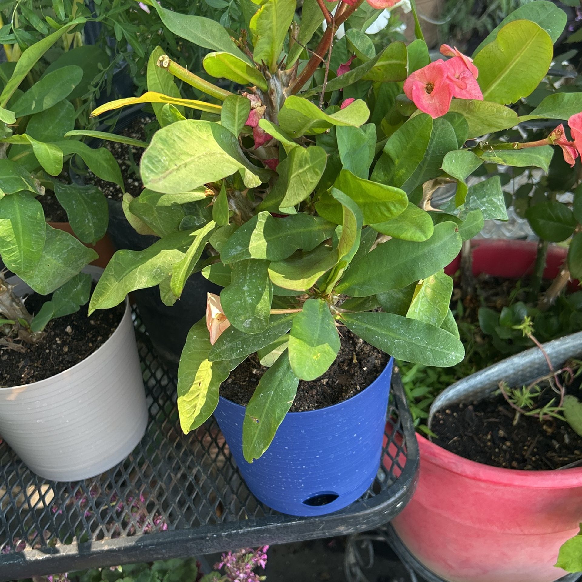 Crown Of Christ Plant