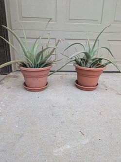 Aloe Vera Plant