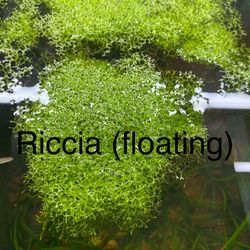 Aquarium Plants Grown Locally