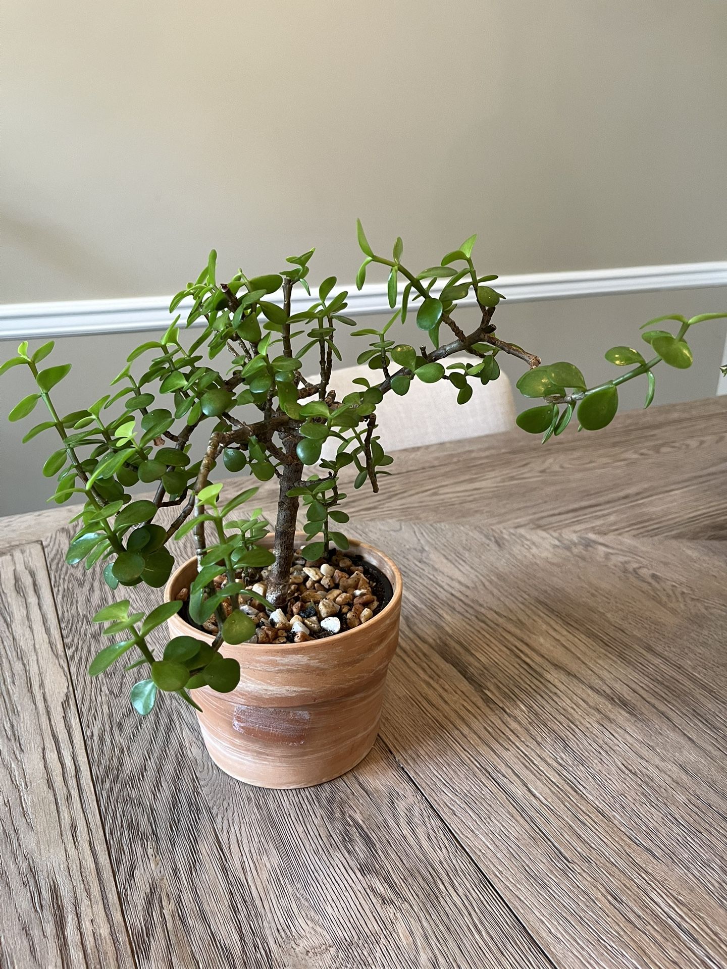 Large Dwarf Jade Plant/Elephant Bush