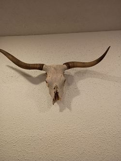 Longhorn