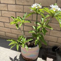 Plumeria