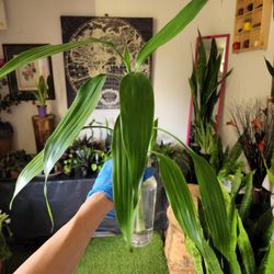 Lucky Bamboo Plants.  $5 Each