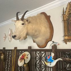 Mountain Goat Taxidermy 