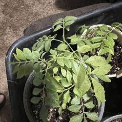 Gamthi Curry Leaf Plant ,organic,hard To Find $15 Each