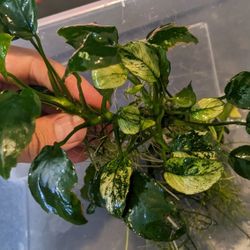 Aquarium Plants - Anubias