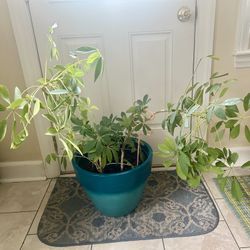 Umbrella Plant 