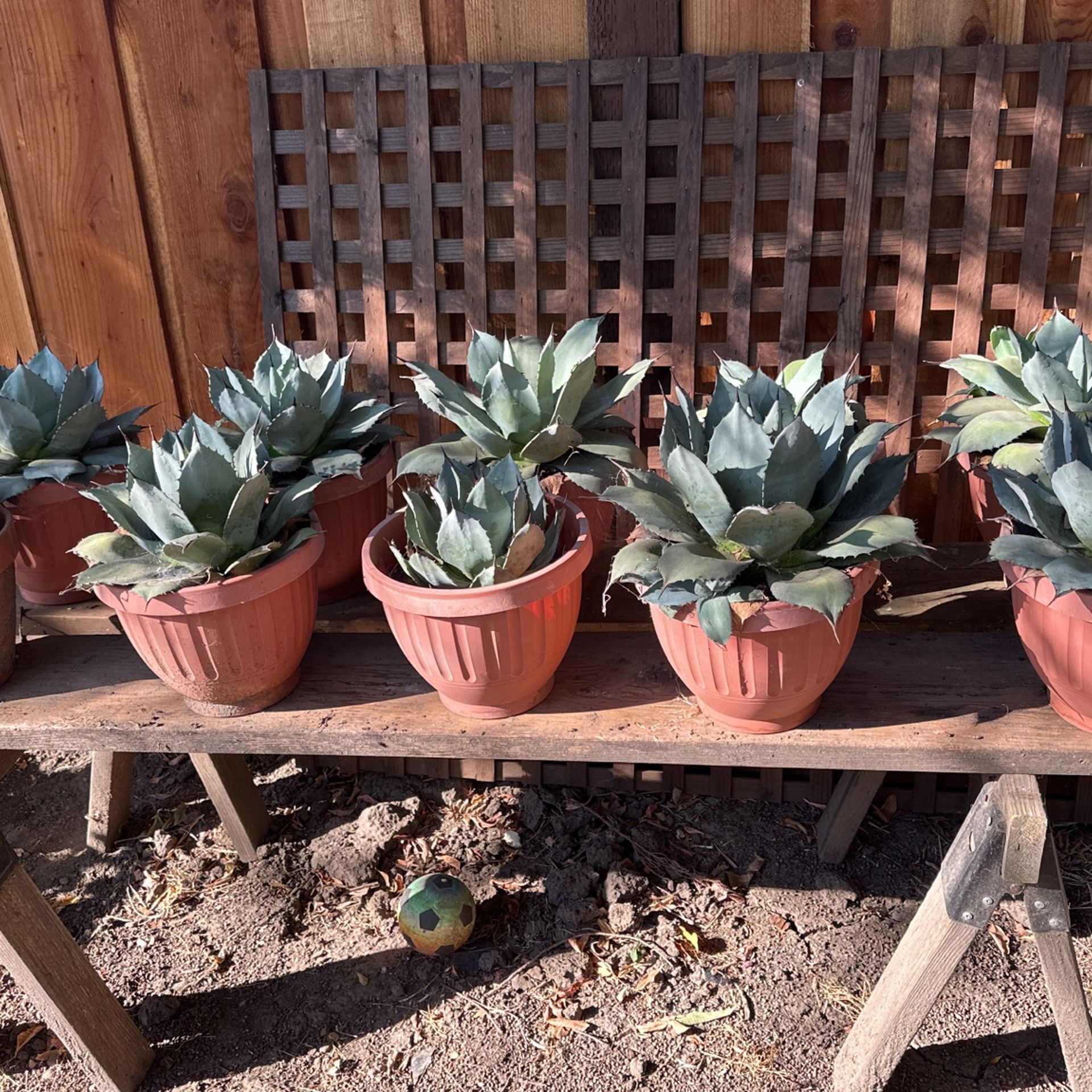 Agave  Catus Succulents
