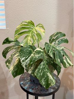 Monstera Variegata Albo mature plant