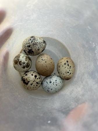 Quail Eggs And More!