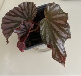 Angel wing begonia plant