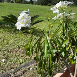 Lots of Plants for sale check out the pictures