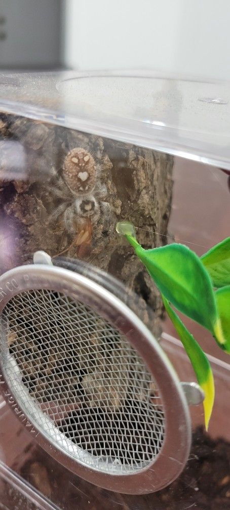 Jumping Spider Spoods