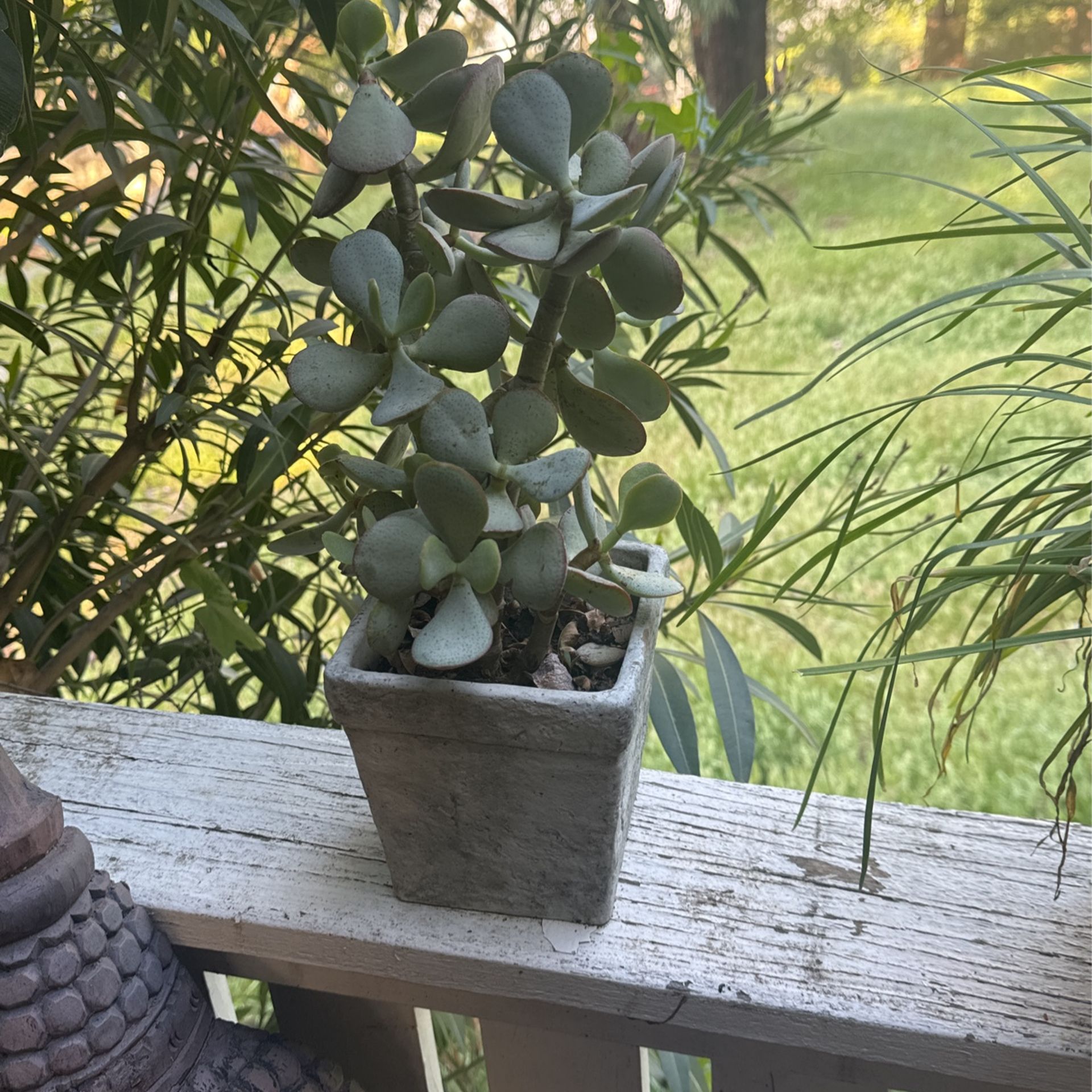 Panda Ear Succulent