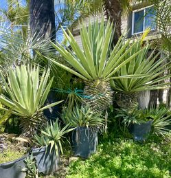 All Kinds Of Palms