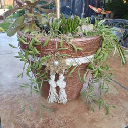 Textured Terra Cotta Succulents 🌵🎀