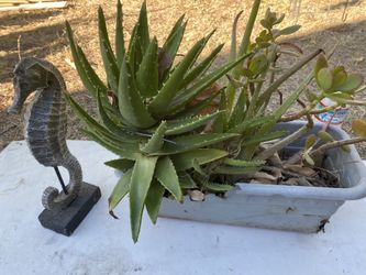 PLANTS ,4 Nice CACTUS +House Decor