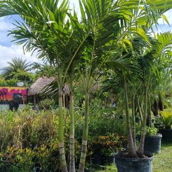 Triple Christmas Palm 🌴🌴🌴 25gl $120