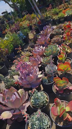Echeverias