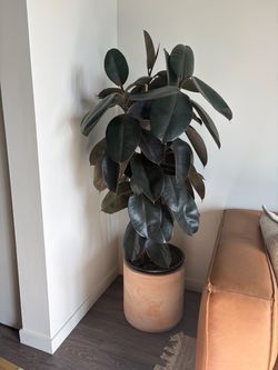 Rubber tree (ficus elastica)