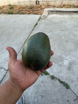 Free avocados