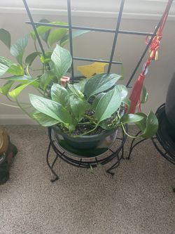 Plants 🌱 Planta