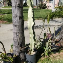 4 ft 7 in Tall Potted Cactus