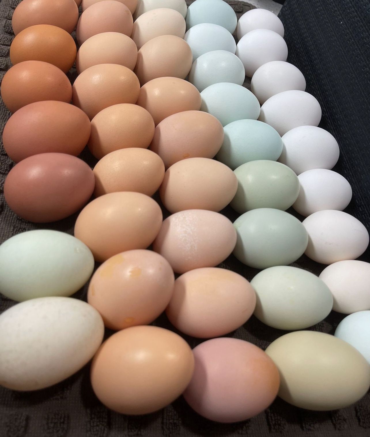 Hatching Eggs - Chicken And Quail