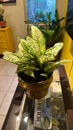 Beautiful Diefenbachia also known as eglonema   12 plants who h ate 8 months old, repotted and good for next 12 months nutrients supplied etc.,