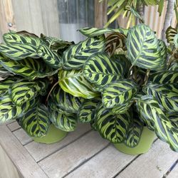 Calathea Makoyana Plants 