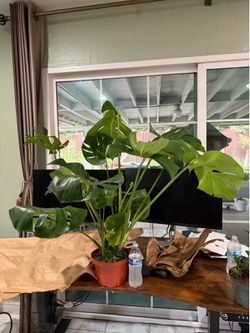 🌿 Large Monstera Deliciosa Plant – Healthy & Beautiful! 🌿
