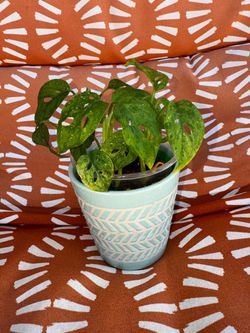 Monstera adasonii