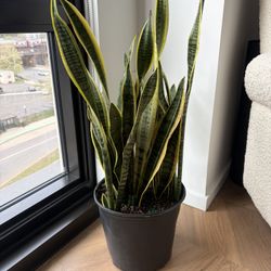 Large Snake plant
