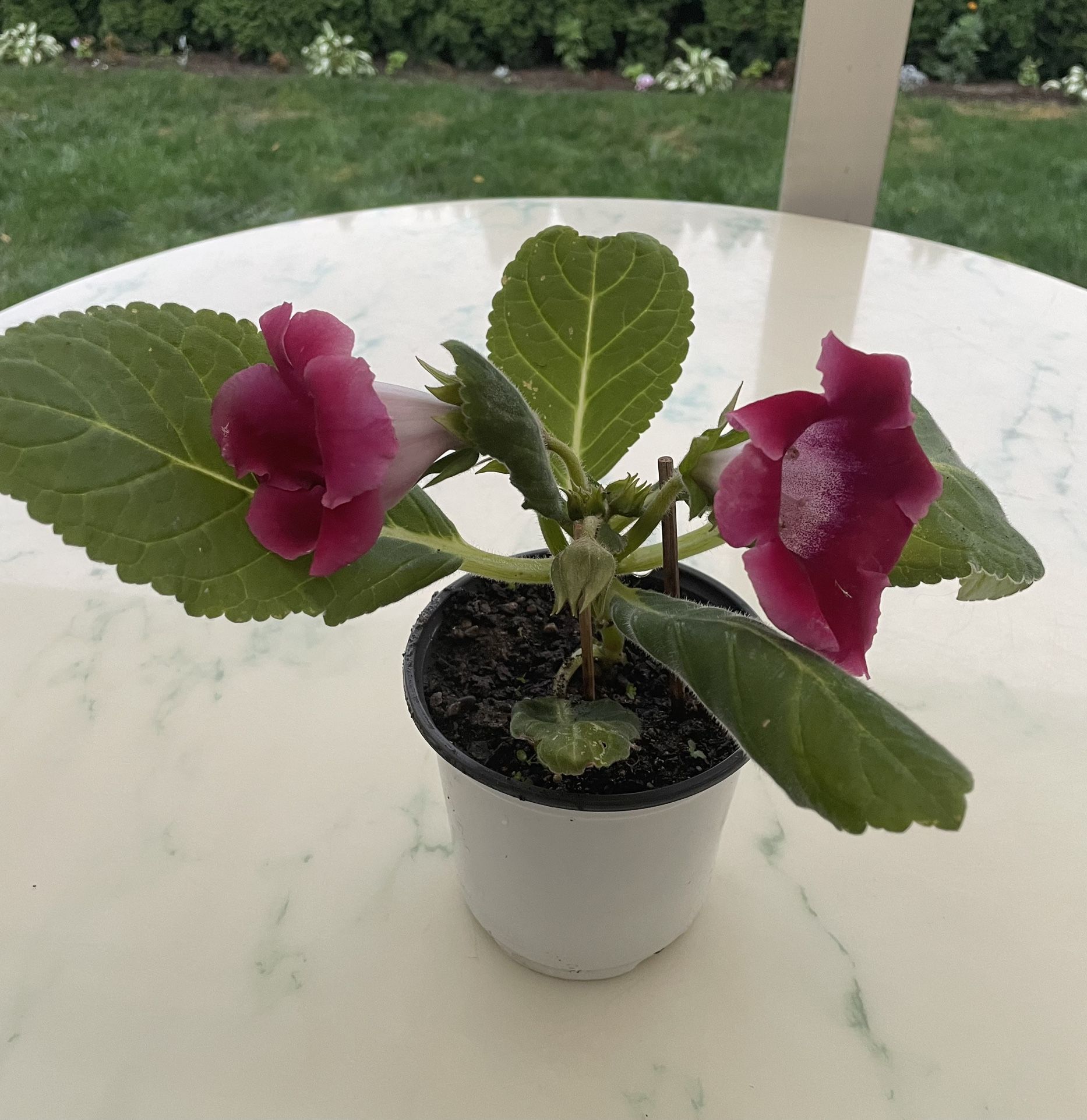 Empress Gloxinia ‘Sinningia Speciosa’ (Indoor/Outdoor Life Plant)