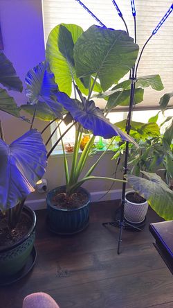 Plant grow light
