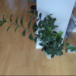 Plants
