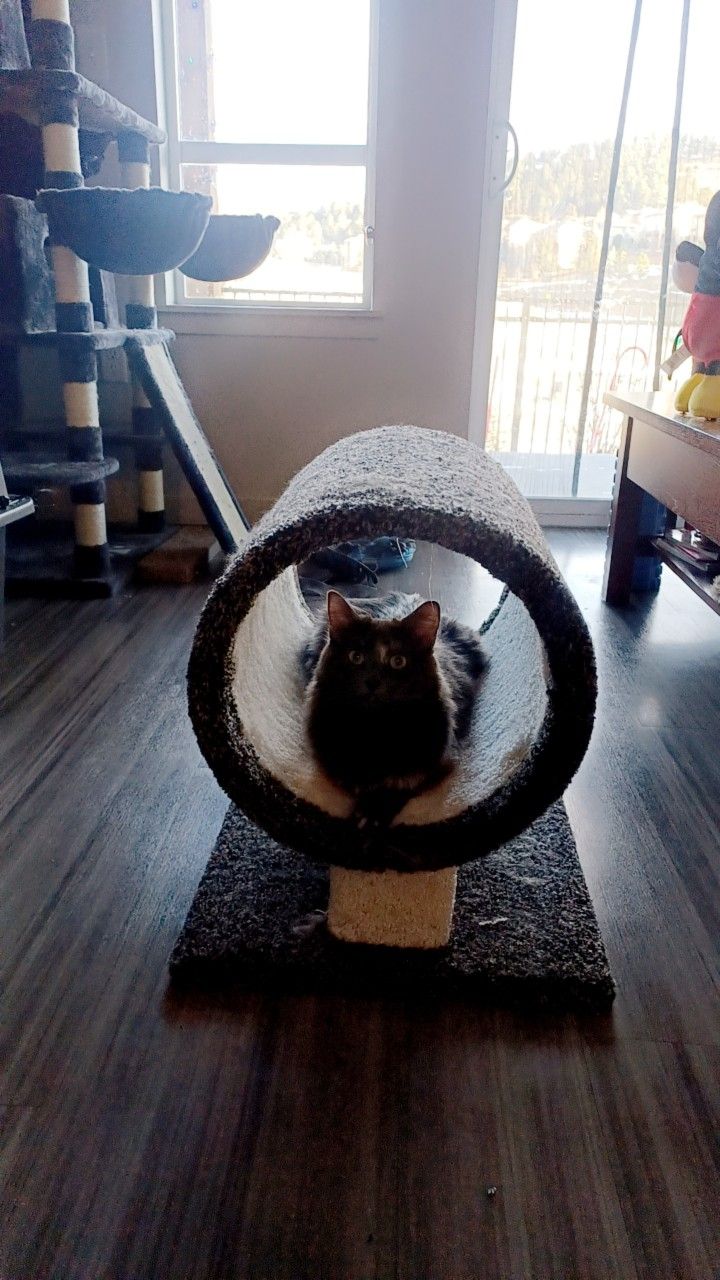 Cat Tunnel