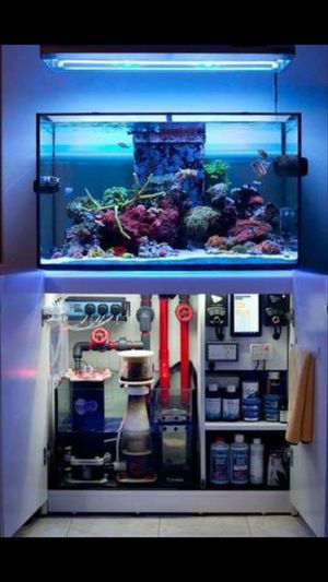 Photo Red Sea Reefer 250