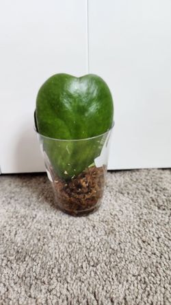 Hoya kerrii cuttings, not rooted yet