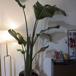 Large Bird of Paradise Plant + Modern Pot