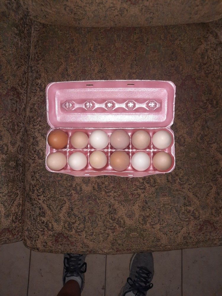 Chicken Eggs