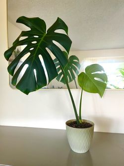 Healthy Monstera Plant