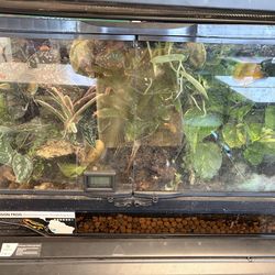 Bioactive Vivarium 30x12x12