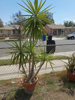 Tree plant