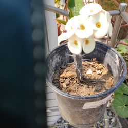 Corona De Cristo 3 Colores En Uno