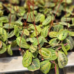 Maranta leuconeura 'Prayer Plant'