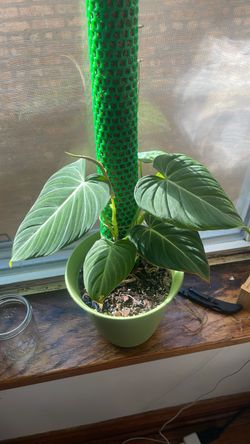 Philodendron gloriosum