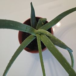 Aloe Vera/sabila Plants $10 