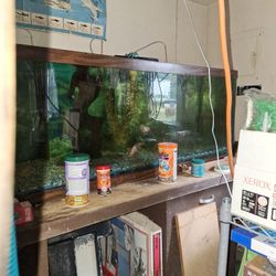 6 Ft Fish Tank With Wet Dry Filter
